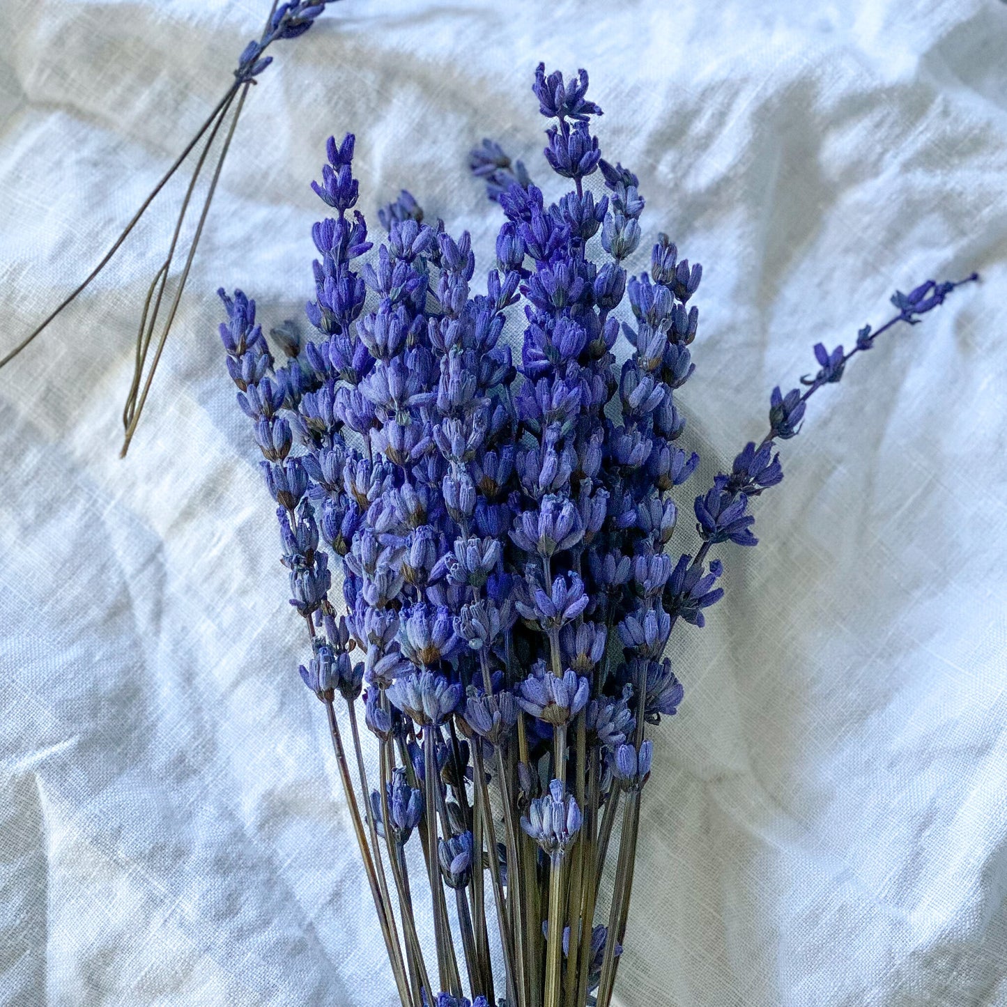 Preserved Purple Lavender | Dried Flowers | 30 stems