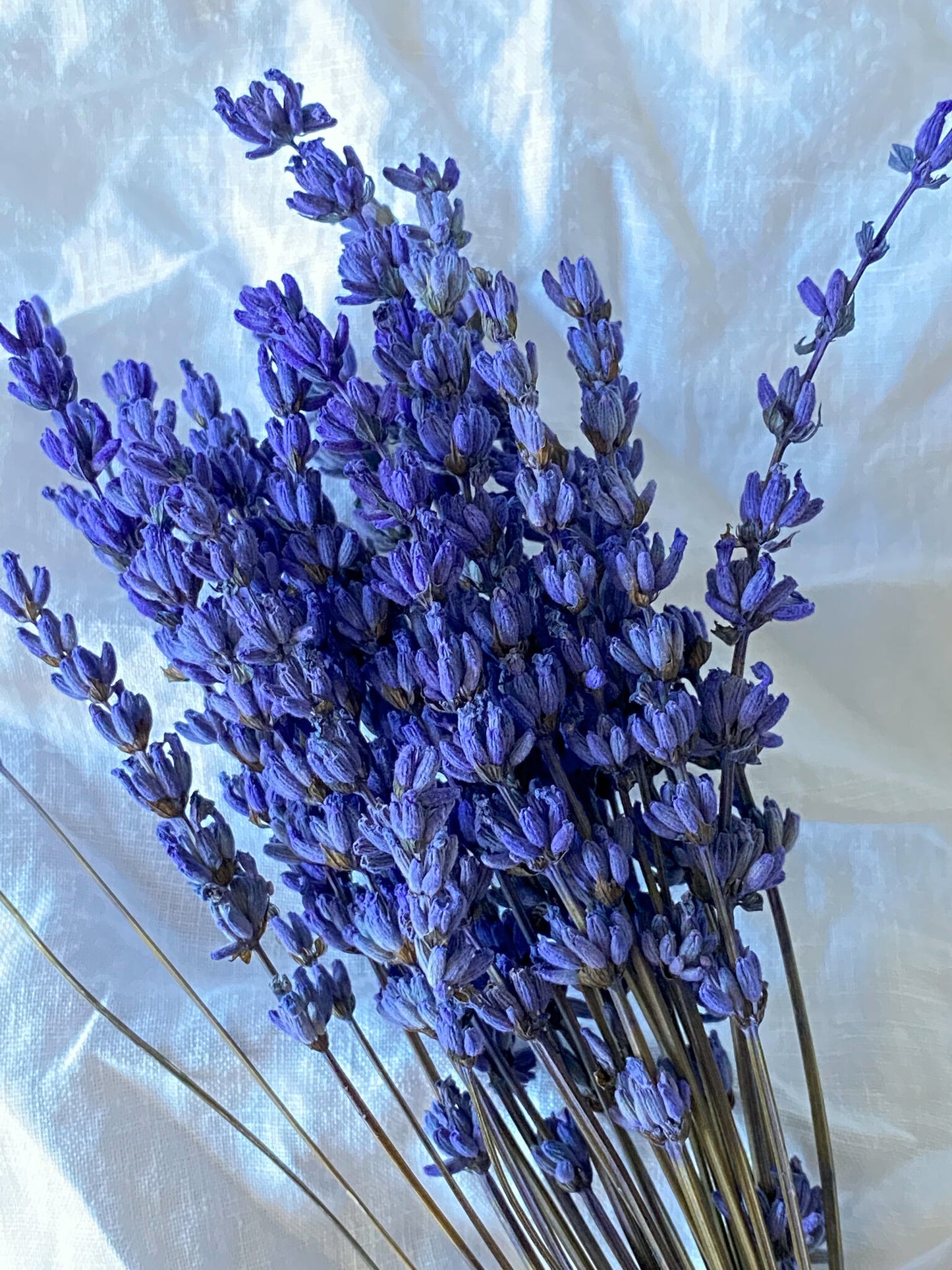 Preserved Purple Lavender | Dried Flowers | 30 stems