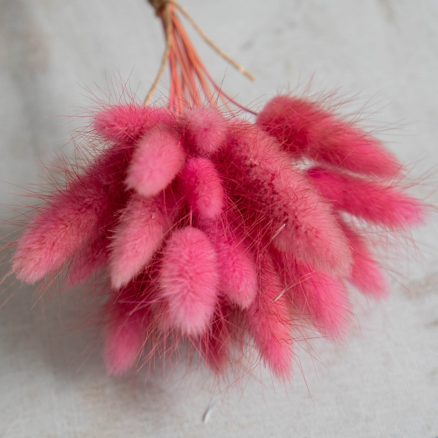 Raspberry Bunny Tail | Dried Flowers | Lagurus Ovatus Bunches | 20 stems, 30 cm