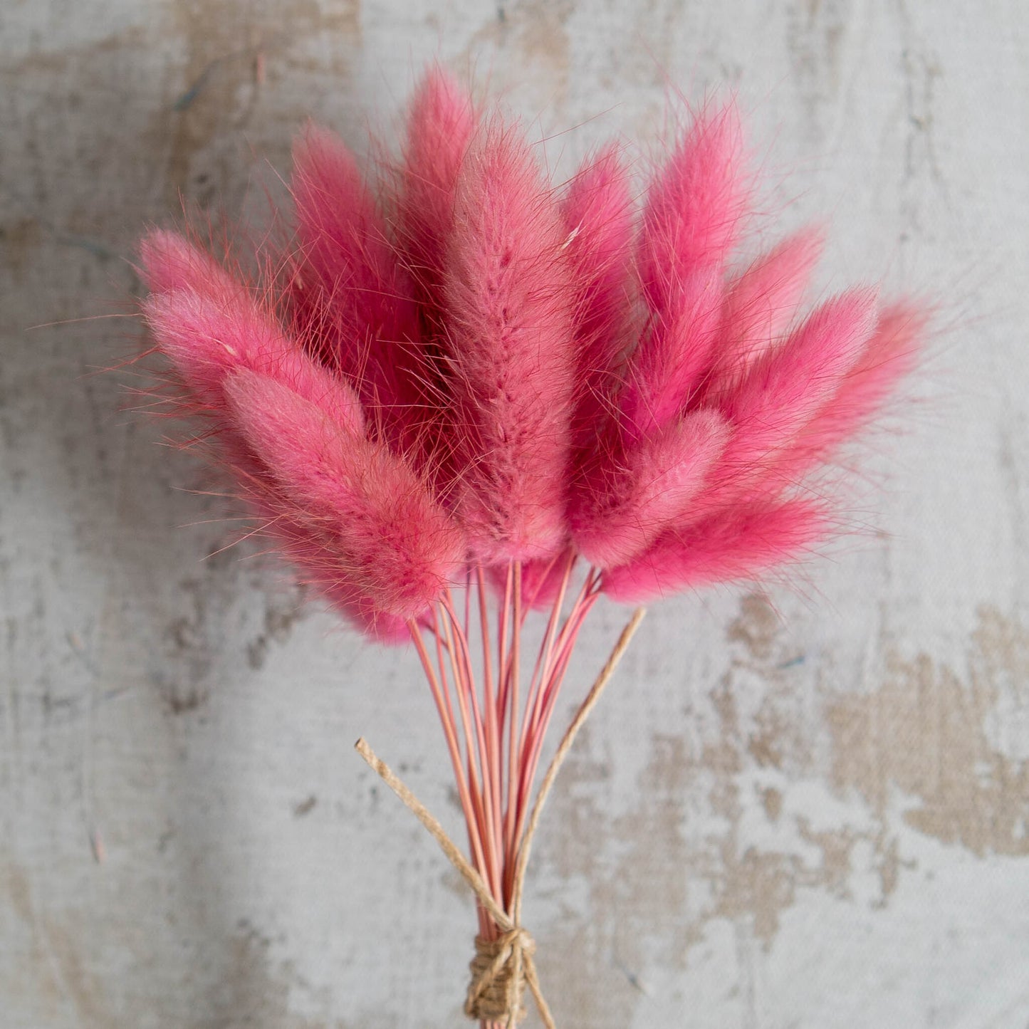 Raspberry Bunny Tail | Dried Flowers | Lagurus Ovatus Bunches | 20 stems, 30 cm