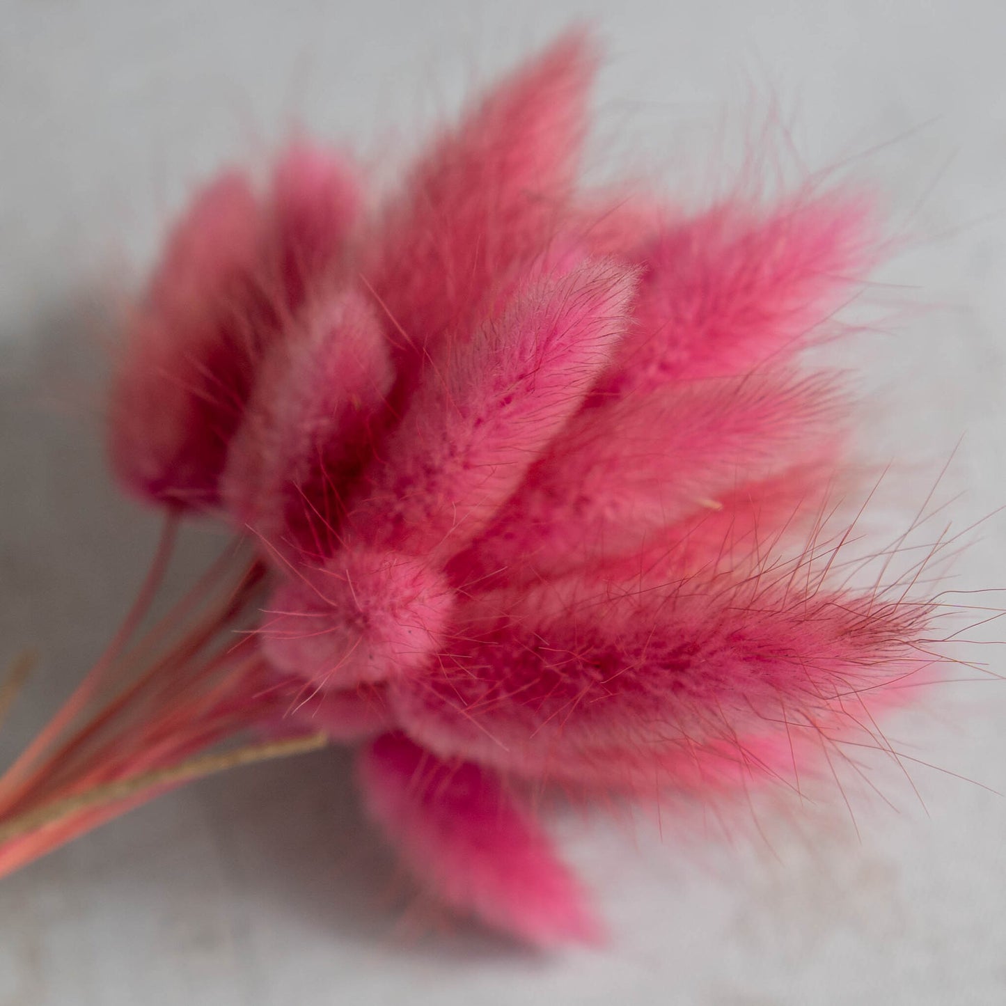 Raspberry Bunny Tail | Dried Flowers | Lagurus Ovatus Bunches | 20 stems, 30 cm