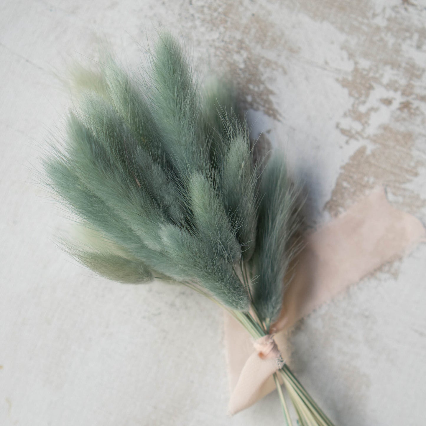 Sage Bunny Tail | Dried Flowers | Lagurus Ovatus Bunches | 20 stems, 30 cm