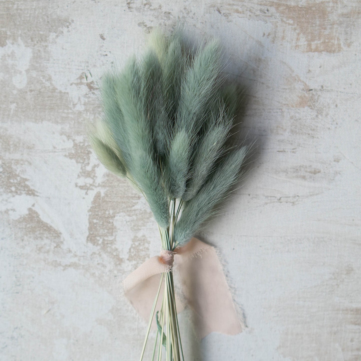 Sage Bunny Tail | Dried Flowers | Lagurus Ovatus Bunches | 20 stems, 30 cm