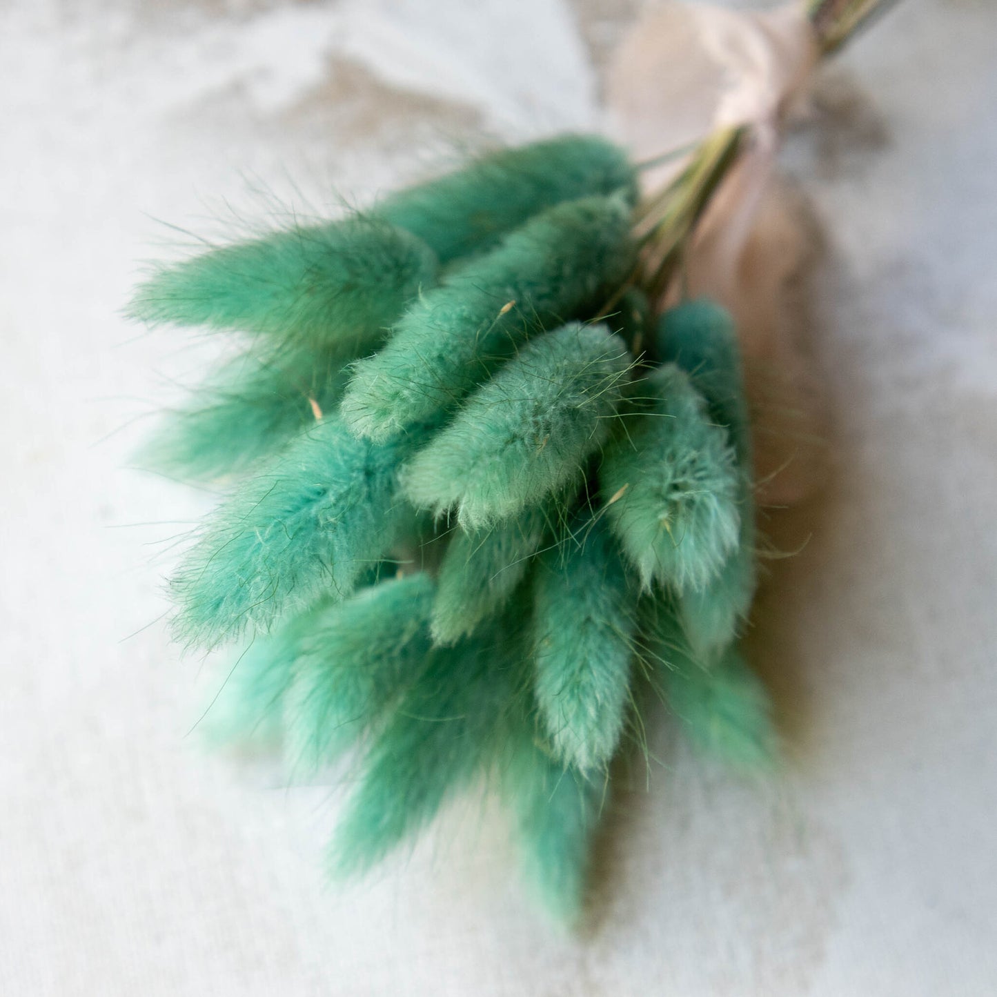 Turquoise Bunny Tail | Dried Flowers | Lagurus Ovatus Bunches | 20 stems, 30 cm