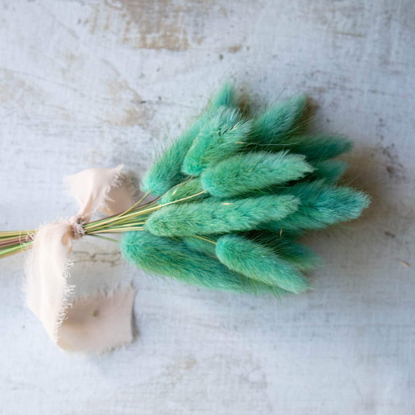 Turquoise Bunny Tail | Dried Flowers | Lagurus Ovatus Bunches | 20 stems, 30 cm