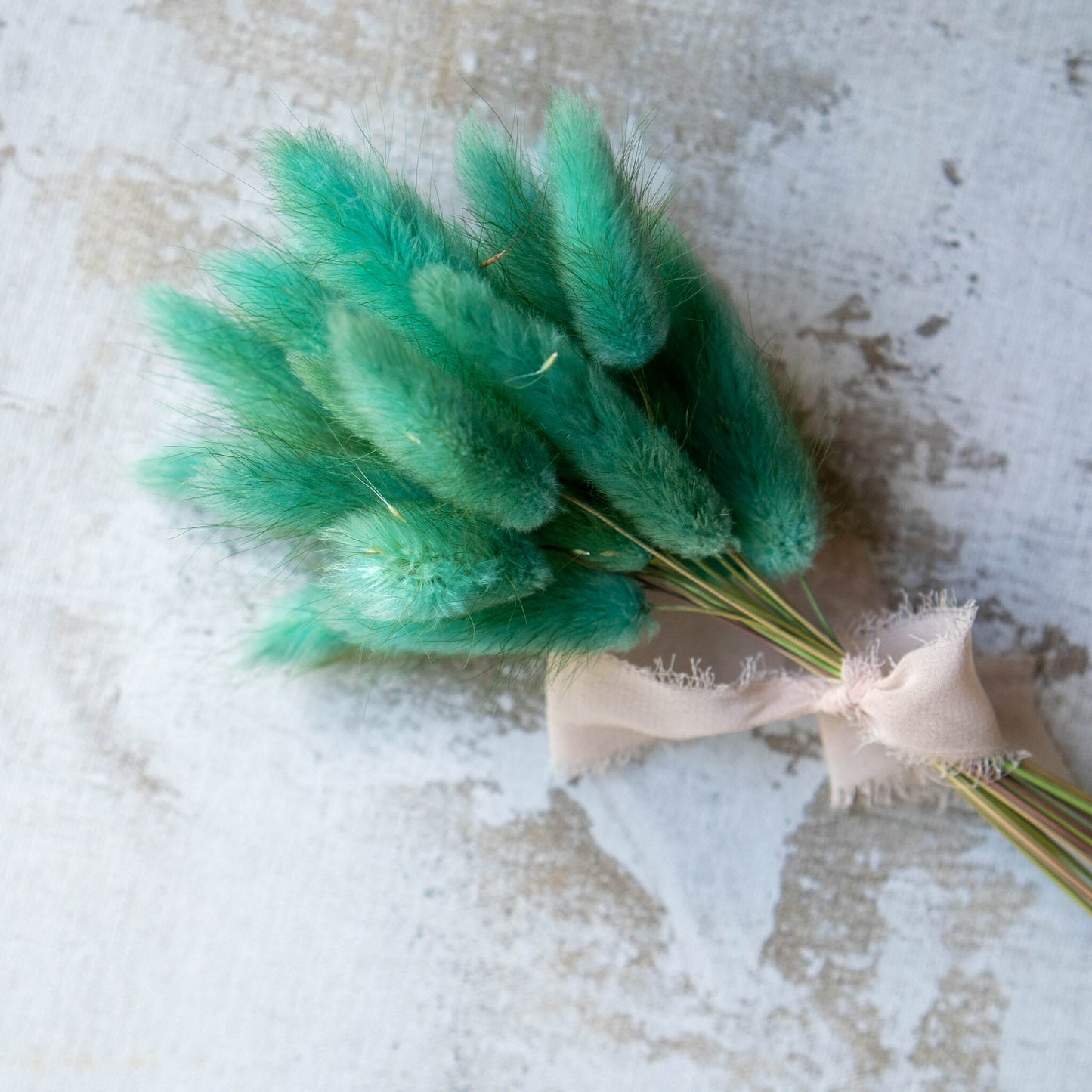 Turquoise Bunny Tail | Dried Flowers | Lagurus Ovatus Bunches | 20 stems, 30 cm