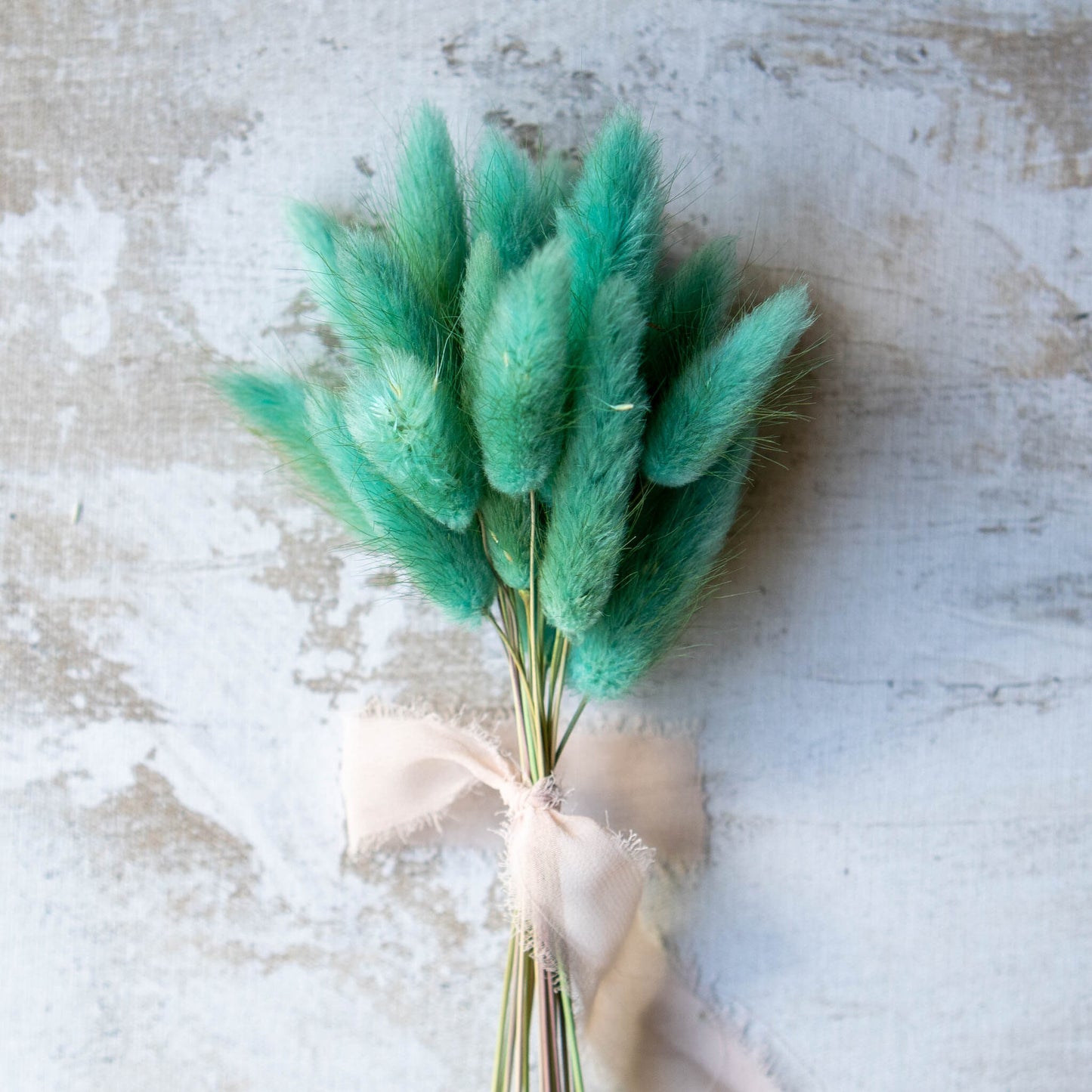 Turquoise Bunny Tail | Dried Flowers | Lagurus Ovatus Bunches | 20 stems, 30 cm