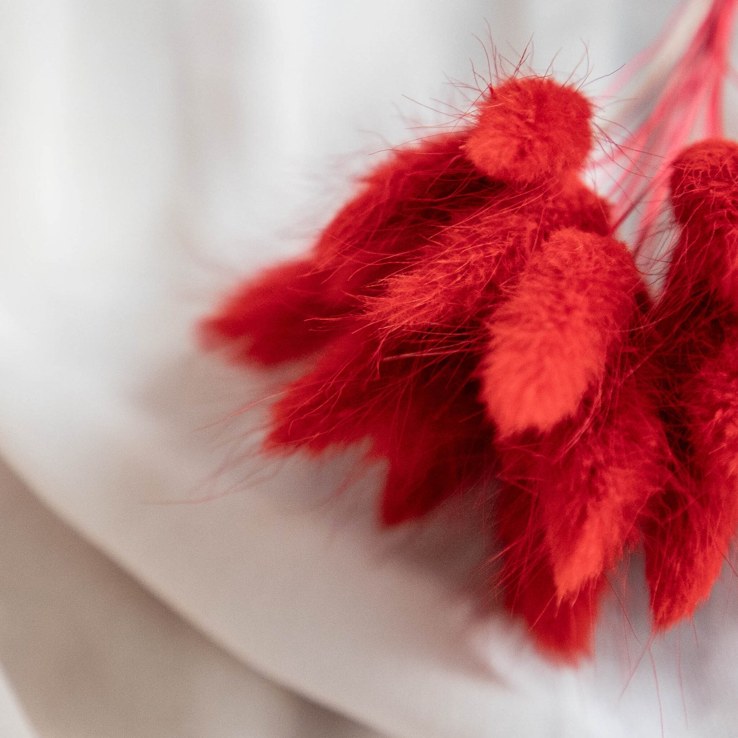 Valentines Red Bunny Tails | Dried Flowers | Lagurus Ovatus Bunches | 20 stems, 30 cm