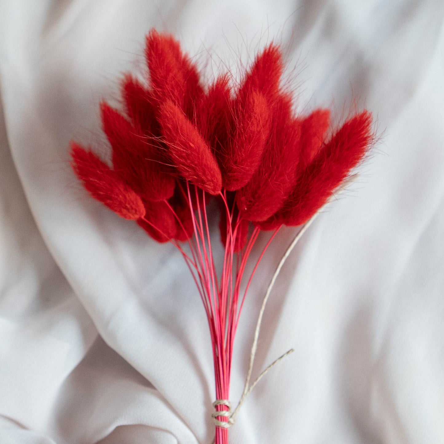 Valentines Red Bunny Tails | Dried Flowers | Lagurus Ovatus Bunches | 20 stems, 30 cm