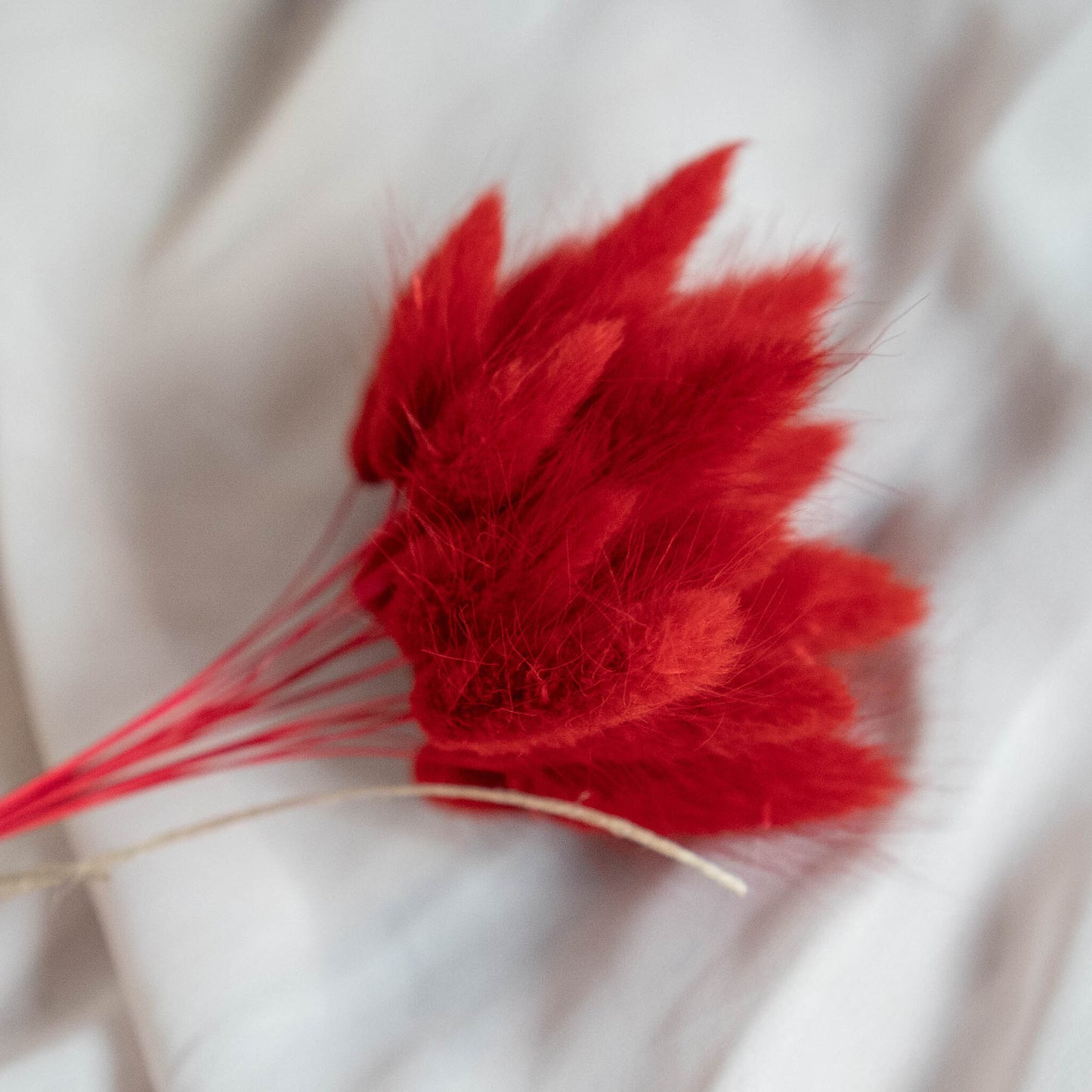 Valentines Red Bunny Tails | Dried Flowers | Lagurus Ovatus Bunches | 20 stems, 30 cm