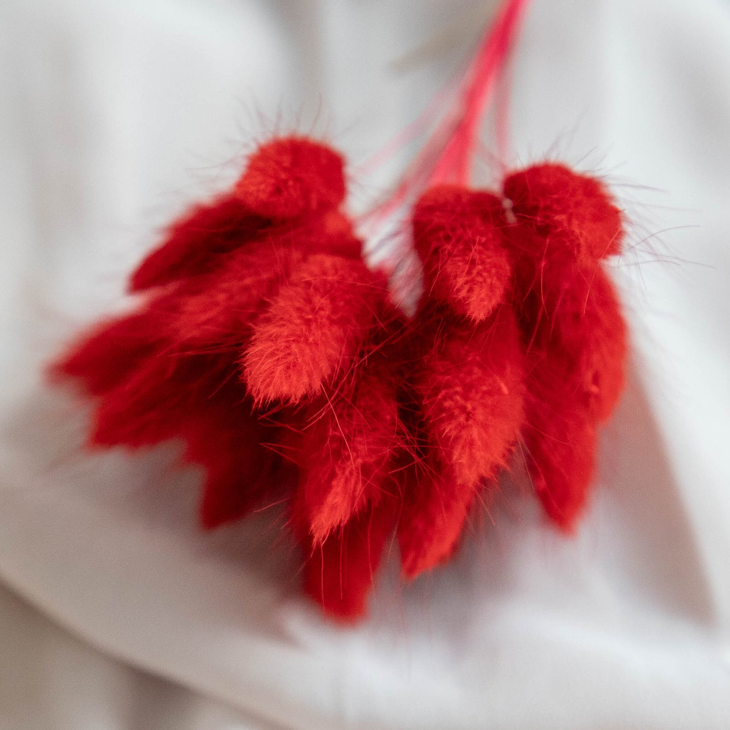 Valentines Red Bunny Tails | Dried Flowers | Lagurus Ovatus Bunches | 20 stems, 30 cm