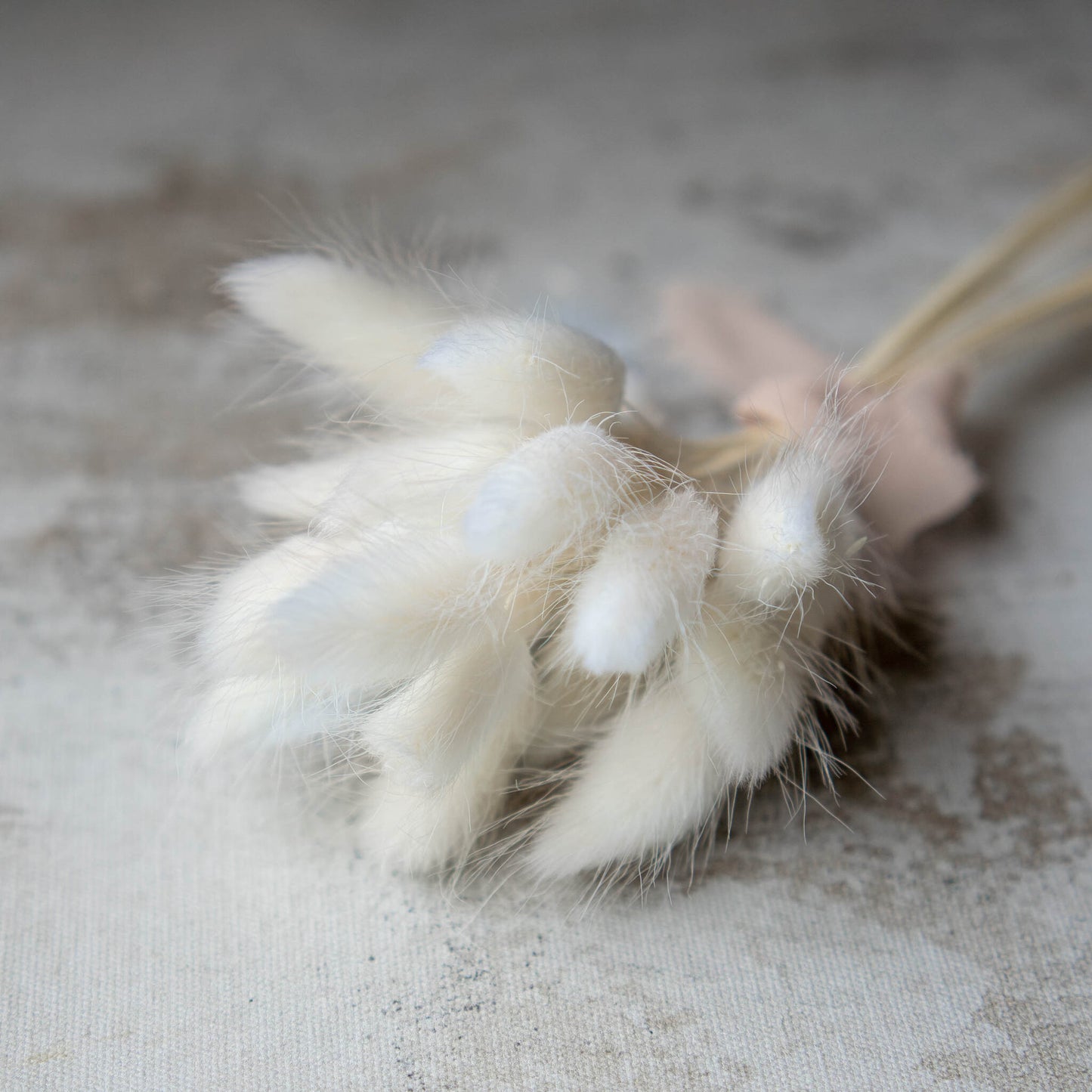 White Bunny Tail | Dried Flowers | Lagurus Ovatus Bunches | 20 stems, 30 cm