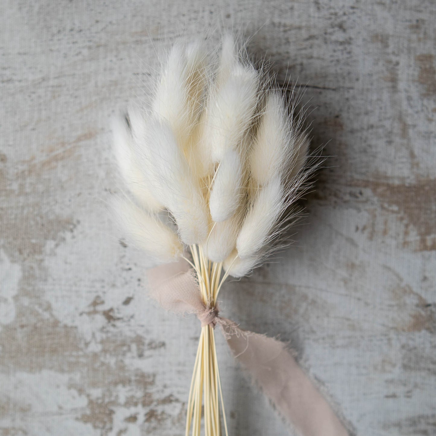 White Bunny Tail | Dried Flowers | Lagurus Ovatus Bunches | 20 stems, 30 cm