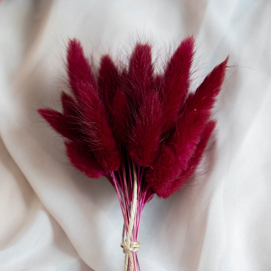 Wine Red Bunny Tail | Dried Flowers | Lagurus Ovatus Bunches | 20 stems, 30 cm