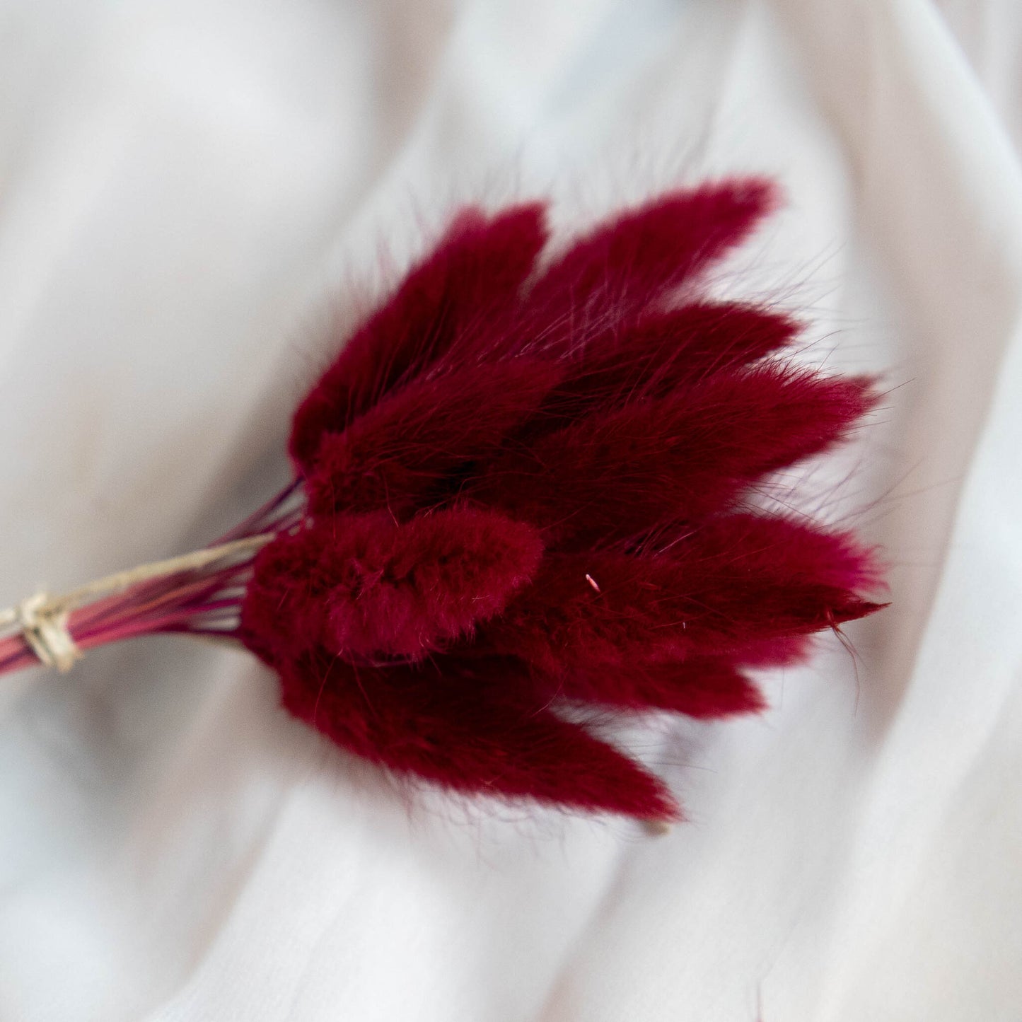 Wine Red Bunny Tail | Dried Flowers | Lagurus Ovatus Bunches | 20 stems, 30 cm