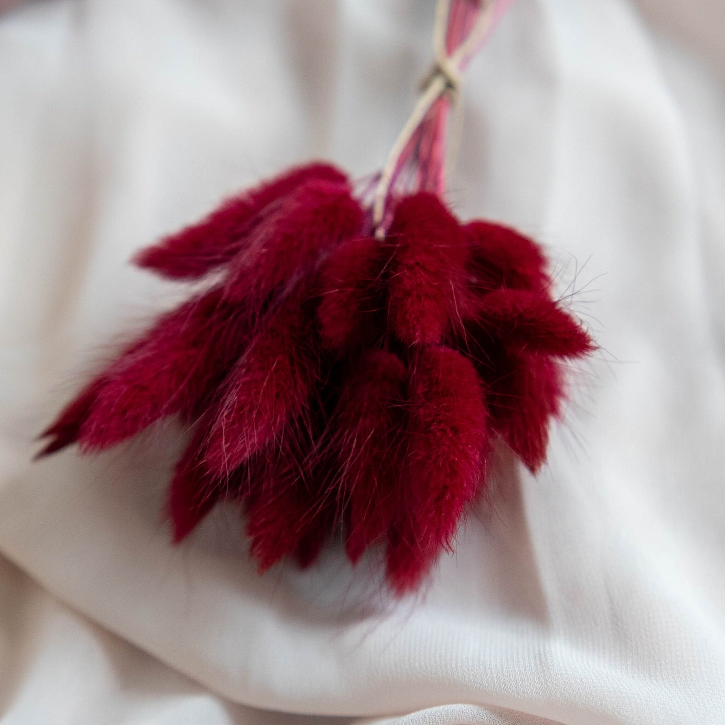 Wine Red Bunny Tail | Dried Flowers | Lagurus Ovatus Bunches | 20 stems, 30 cm