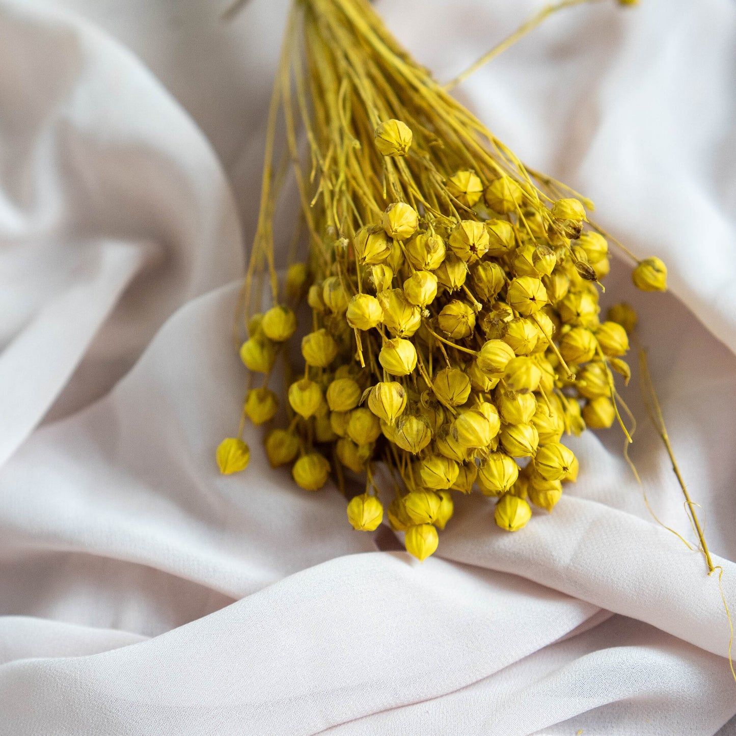 Yellow Dried Linum (Flax) | Dried Flowers | Bunch of Flowers | 30 cm