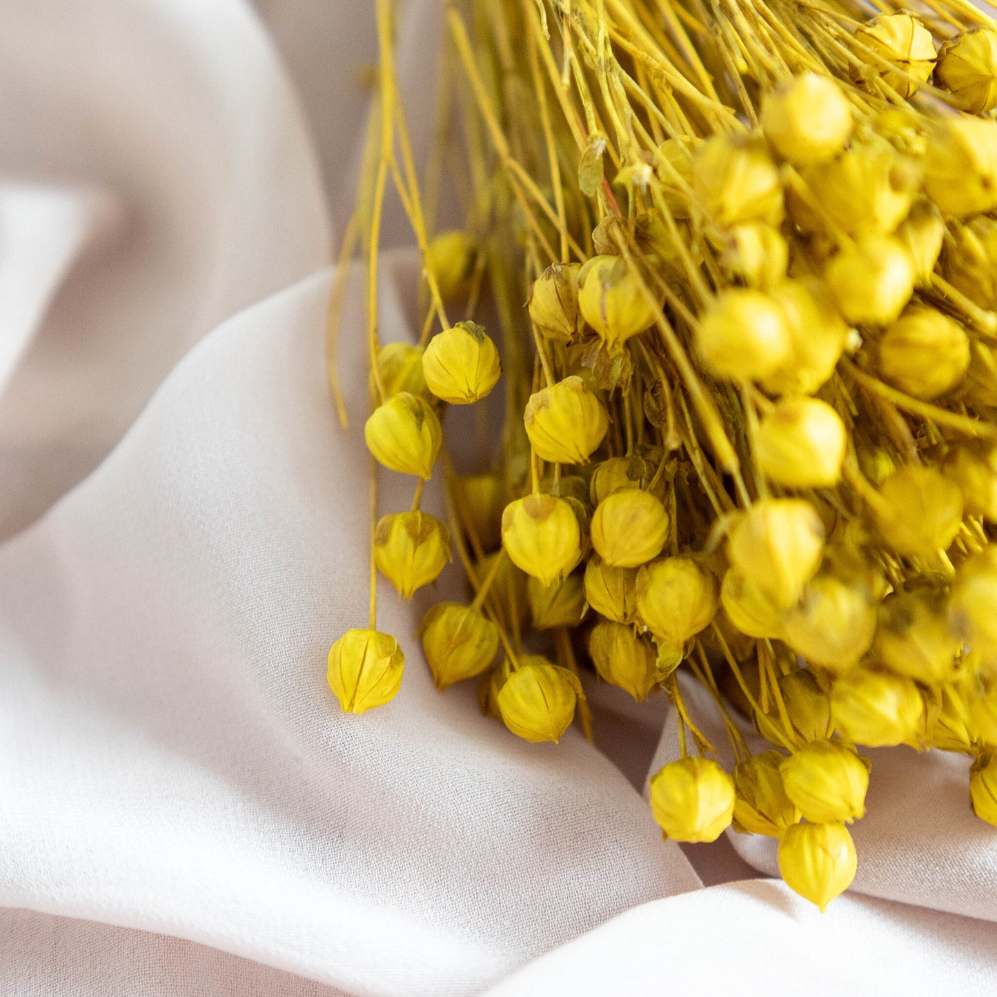 Yellow Dried Linum (Flax) | Dried Flowers | Bunch of Flowers | 30 cm