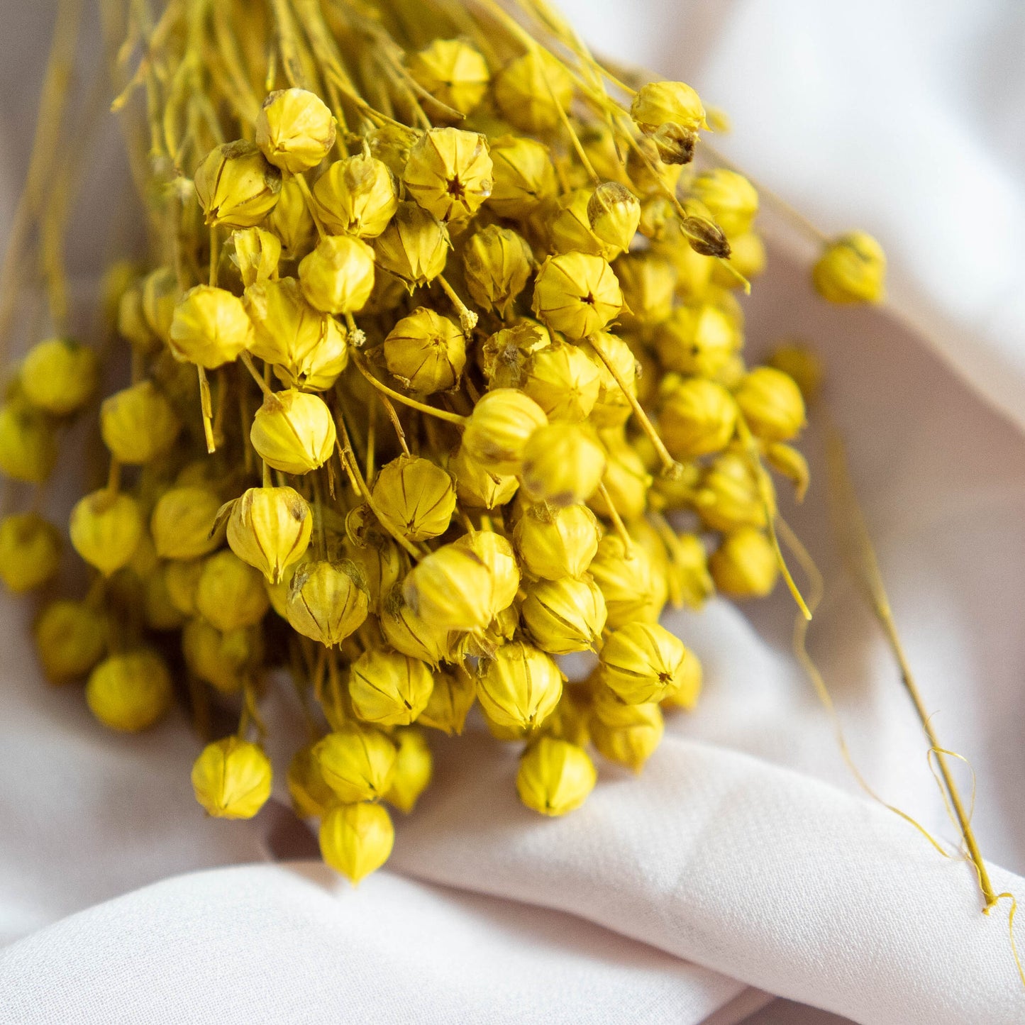 Yellow Dried Linum (Flax) | Dried Flowers | Bunch of Flowers | 30 cm